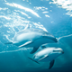 Illustration for article titled The Shedd Aquariums Tiny Baby Dolphin Is Ready To Become Famous